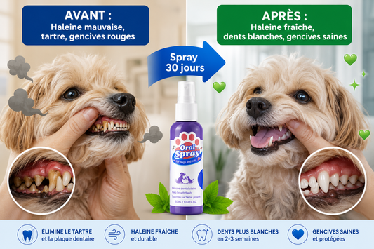 Propriétaires de chiens : haleine fraîche en 30 secondes