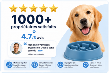 Gamelle Anti-Glouton: Pourquoi 80% Des Urgences Vétérinaires Auraient Pu Être Évitées